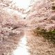 Anche lo storico Hirosaki Cherry Blossom Festival si arrende al virus