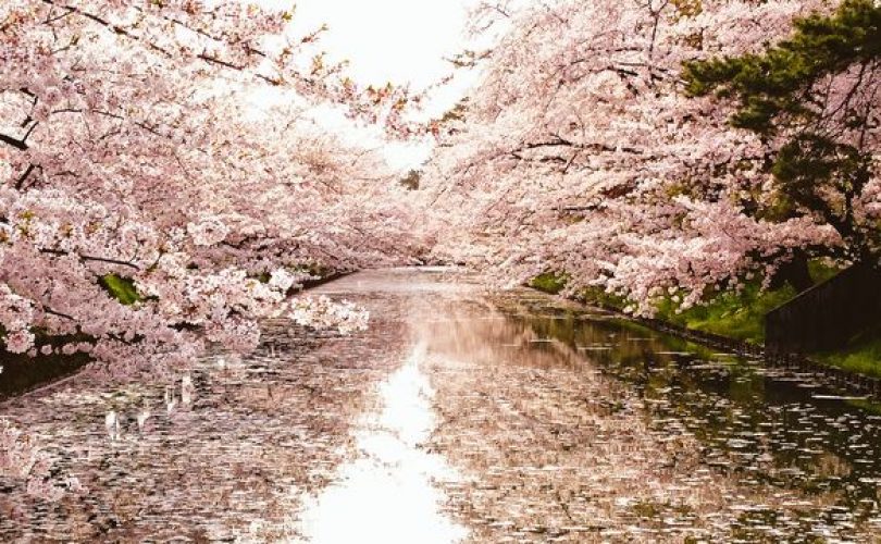 Anche lo storico Hirosaki Cherry Blossom Festival si arrende al virus