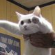 addio al longcat, la gatta Nobiko ci lascia a 18 anni