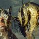 MONSTER HUNTER RISE